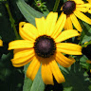 Meet your Posher, Latoya